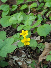 Waldsteinia ternata