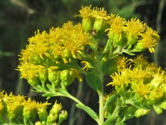 Solidago rigida glabrata