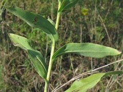 Solidago rigida glabrata
