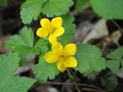 Waldsteinia ternata
