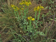 Solidago rigida rigida