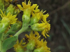 Solidago rigida rigida