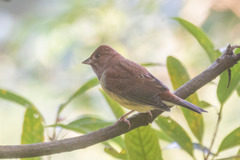 Emberiza rutila