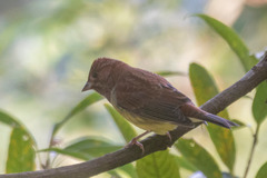 Emberiza rutila
