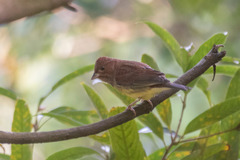 Emberiza rutila