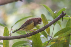 Emberiza rutila