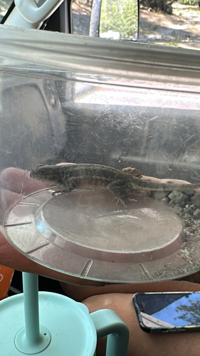 iNaturalist observation photo of Common Sagebrush Lizard