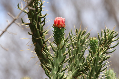 Eve's Needle Cactus