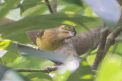 Emberiza rutila