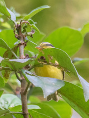 Phylloscopus ricketti