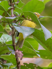 Phylloscopus ricketti