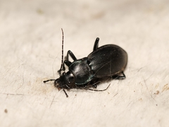 Carabus germarii