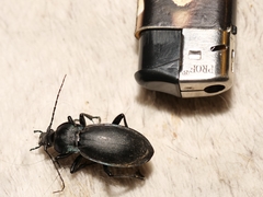 Carabus germarii