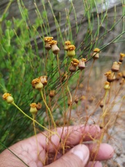 Steirodiscus tagetes