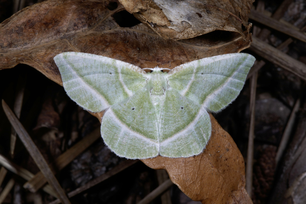 Showy Emerald