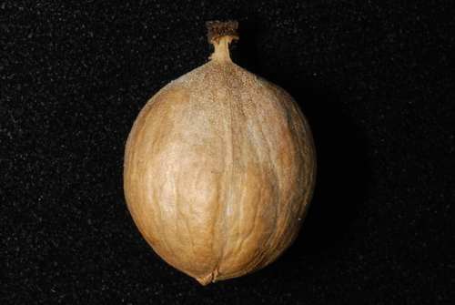Image of Carya ovalis by (c) Douglas Goldman, some rights reserved (CC BY-SA)
