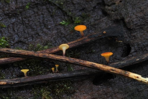 Hymenoscyphus sp. 'IN02'