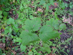 Eriocapitella × hybrida