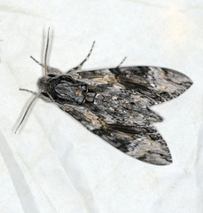 Agrius godarti