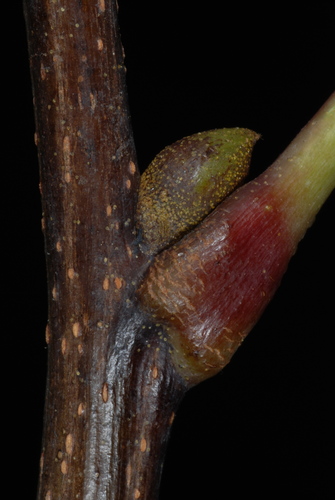 Image of Carya ovalis by (c) Douglas Goldman, some rights reserved (CC BY-SA)