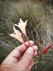 Gladiolus angustus