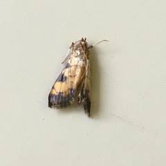 Ategumia ebulealis