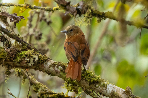 Russet-mantled Softtail