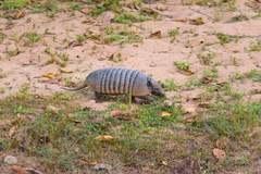 Euphractus sexcinctus