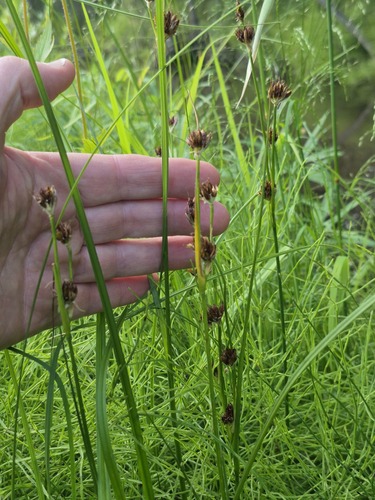 Chestnut rush (Juncus castaneus)