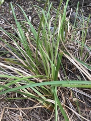 Cyperus lucidus