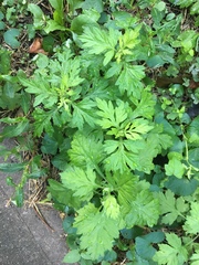 Artemisia vulgaris