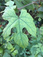 Ampelopsis glandulosa