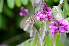 Chioides