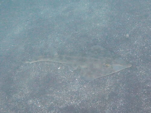 Beaked guitar fish (Rhinobatos schlegelii) — Rhinobatidae — 4