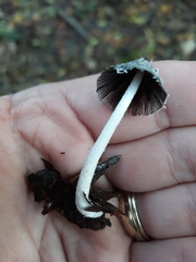 Coprinopsis lagopus