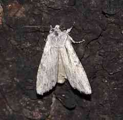 Lithophane georgii