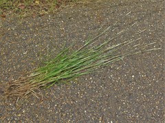 Bothriochloa barbinodis barbinodis