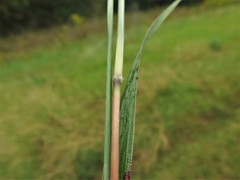 Bothriochloa barbinodis barbinodis