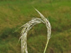 Bothriochloa barbinodis barbinodis
