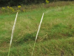 Bothriochloa barbinodis barbinodis