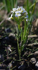 Cardamine digitata