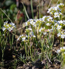Cardamine digitata