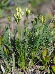 Oxytropis borealis