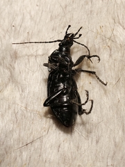 Carabus germarii