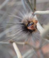 Anthela rubeola