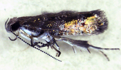 Chrysorthenches drosochalca