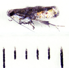 Chrysorthenches drosochalca