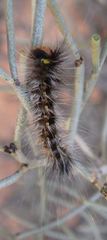Anthela rubeola