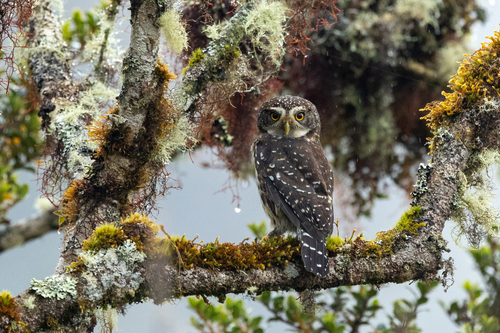 Yungas Pygmy-owl