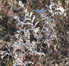 Pteridium aquilinum champlainense